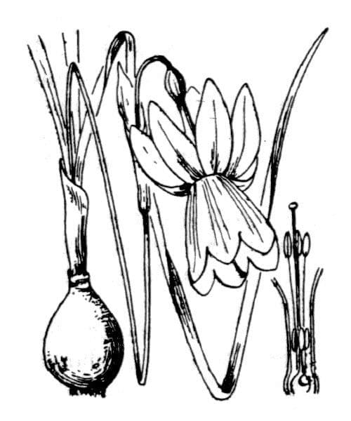 Narciso triandrus 20