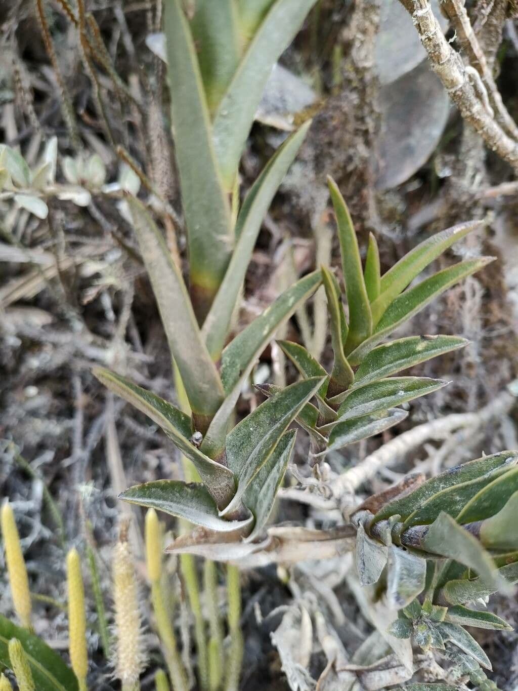 Epidendrum 3