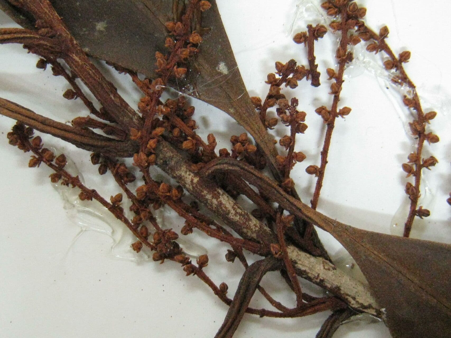Cybianthus guyanský 4