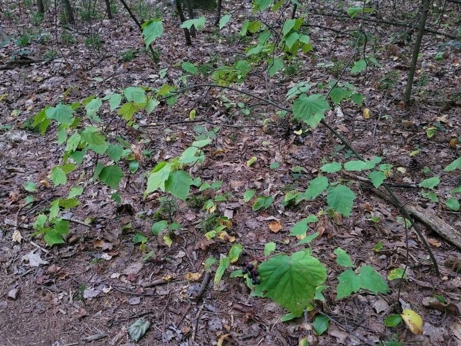Viburno de hojas de arce 5