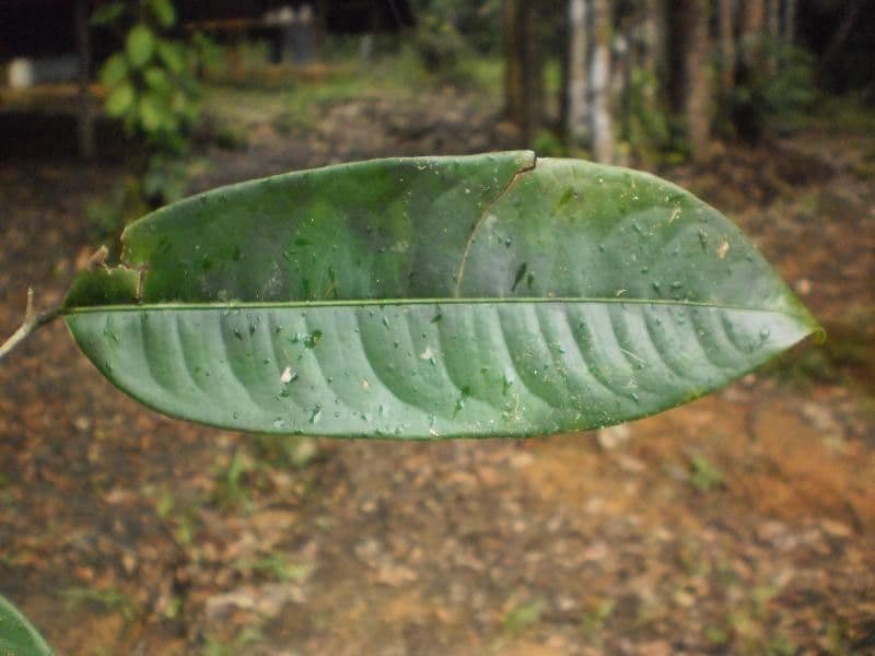Lecythis idatimon 7
