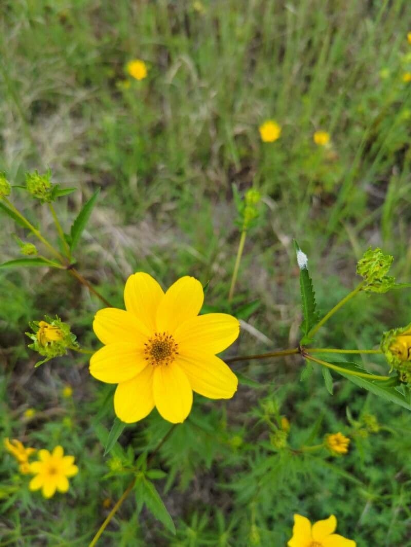Bidens 3