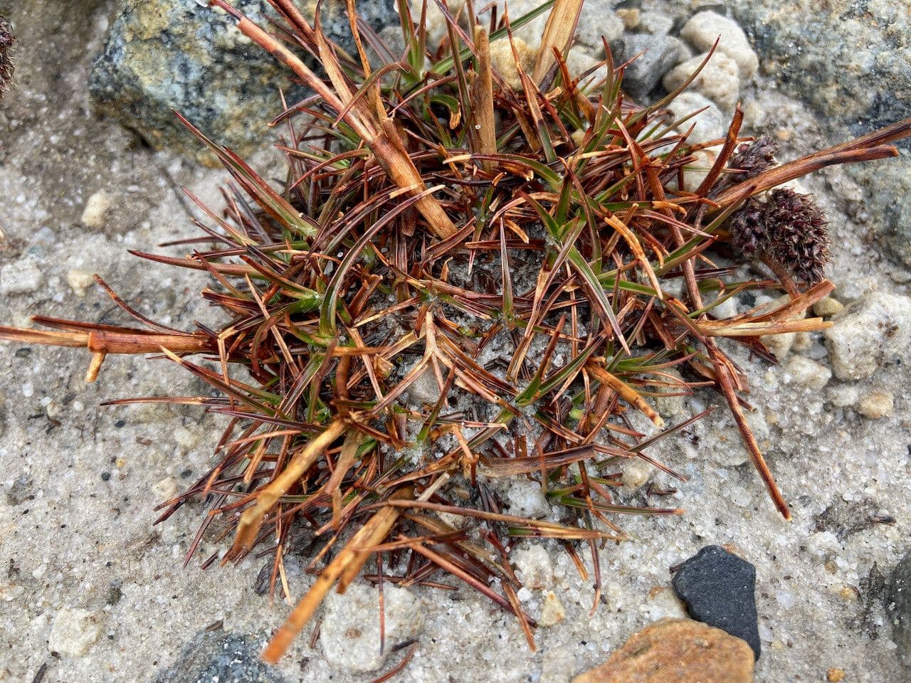 Luzula racemosa 13