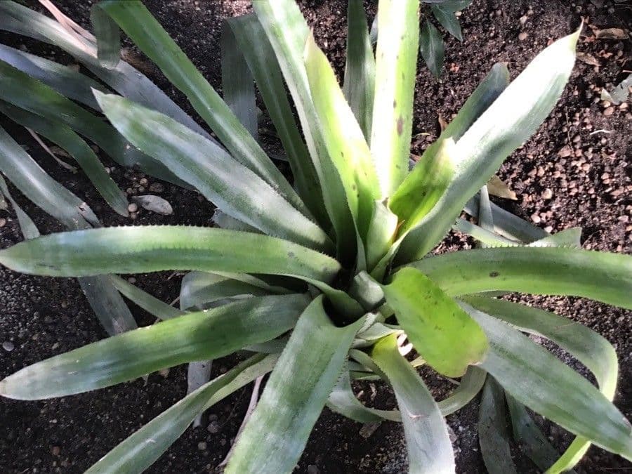 Aechmea 8