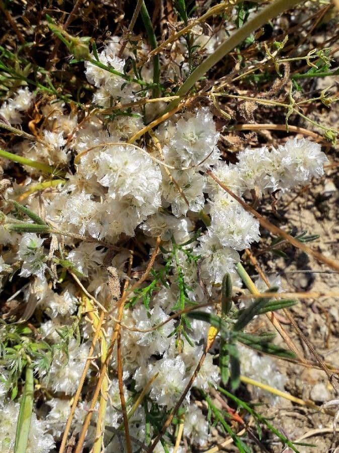 Paronychia capitata 3