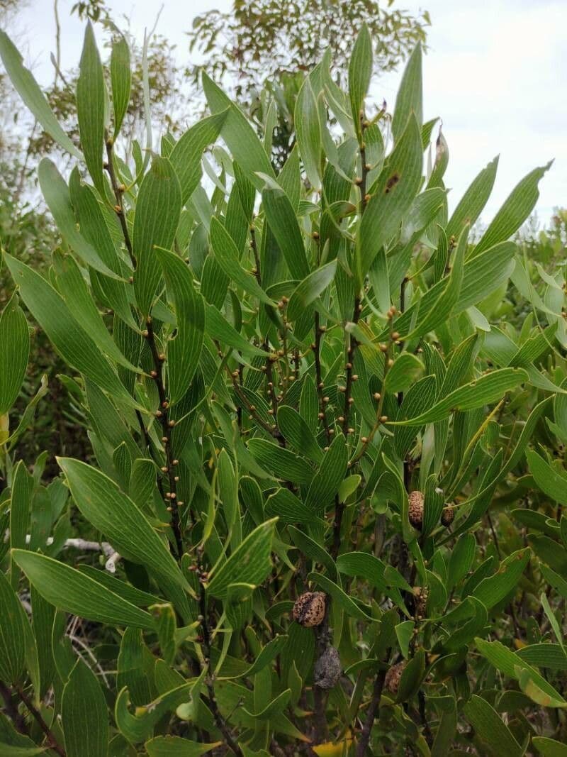 Hakea dactiloida 6
