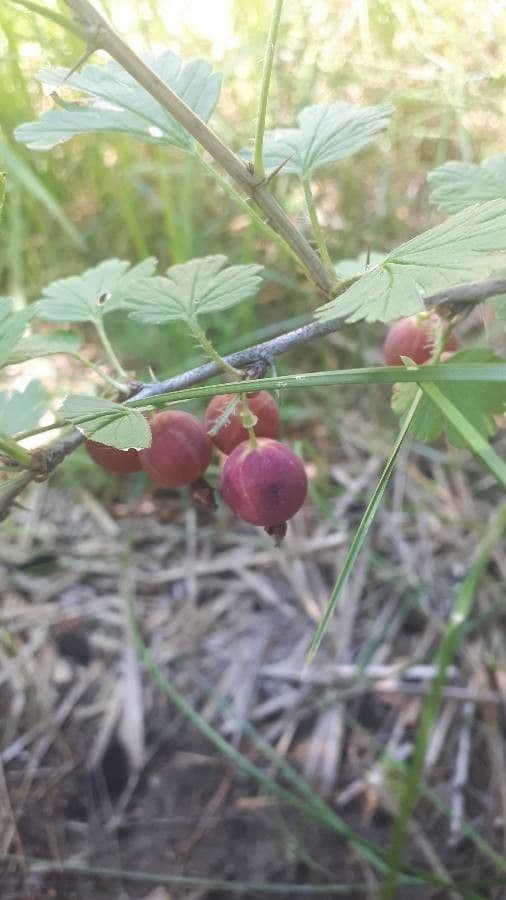 Ribes