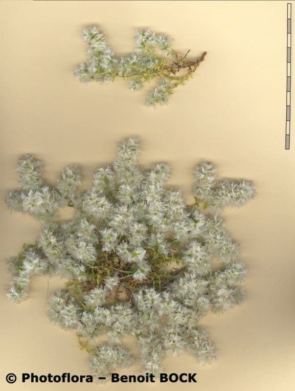 Paronychia capitata 24