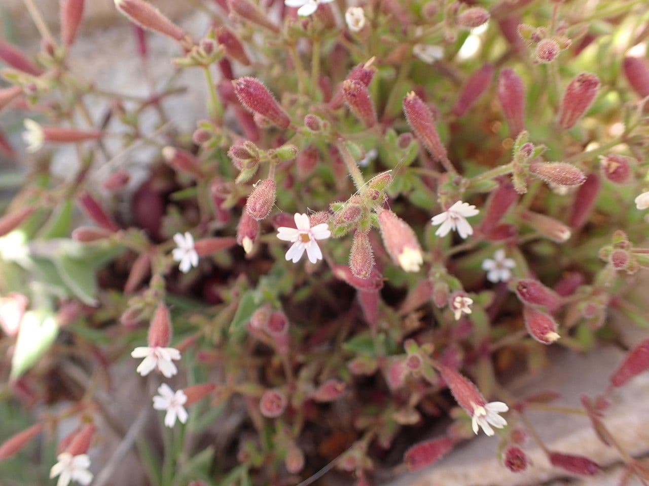 Silene sedoides 7