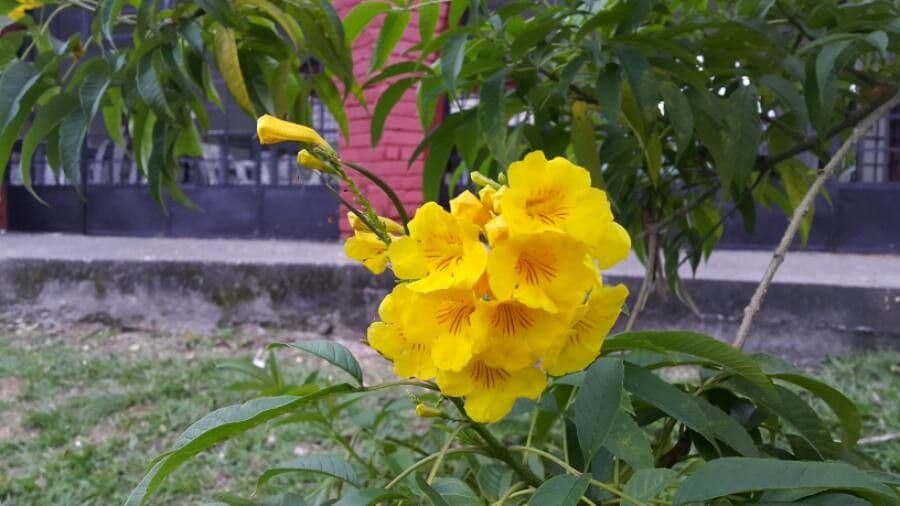 Trompette d'or 6