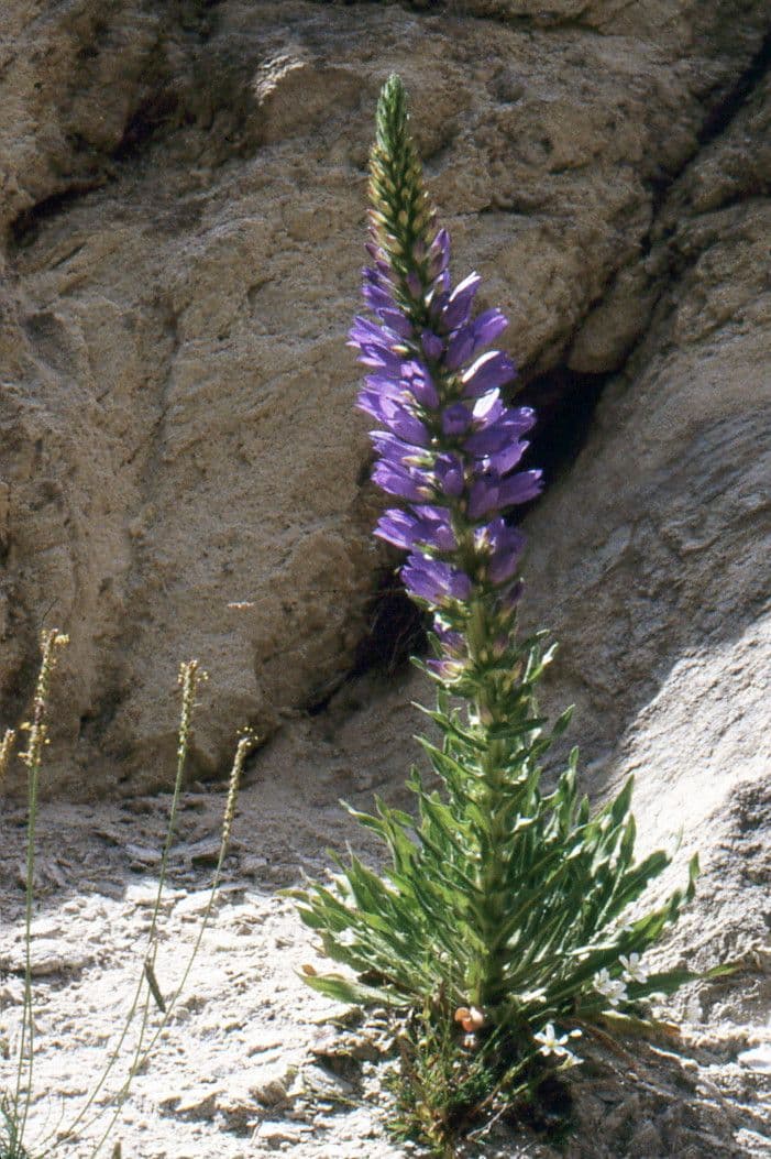 Campanula spigata 10