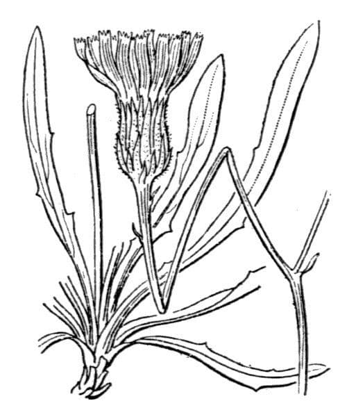 Staticeblättrige Tolpis 26