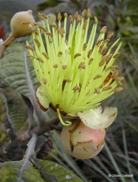 Pleurocalyptus 7