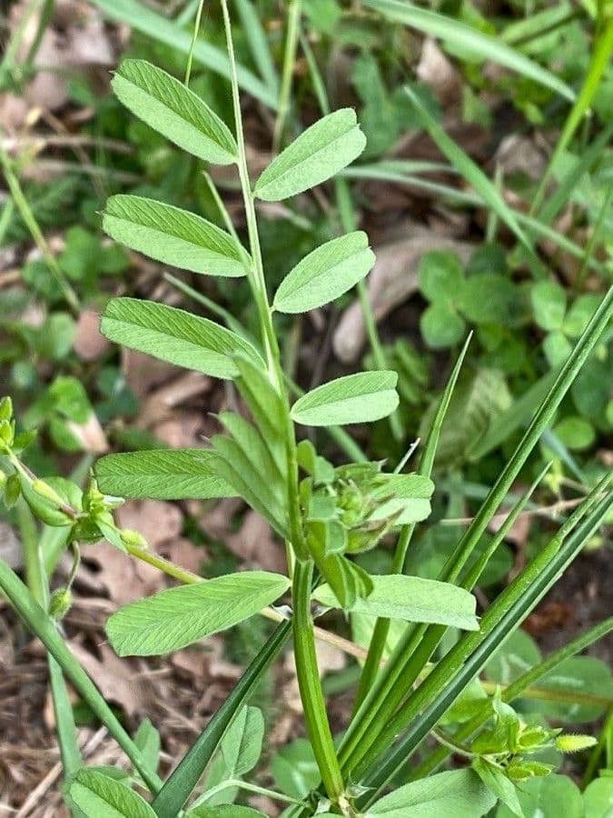 Vesce à grandes fleurs 16