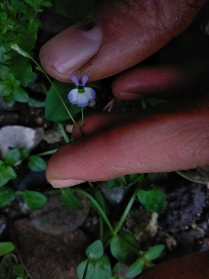 Solenopsis 5