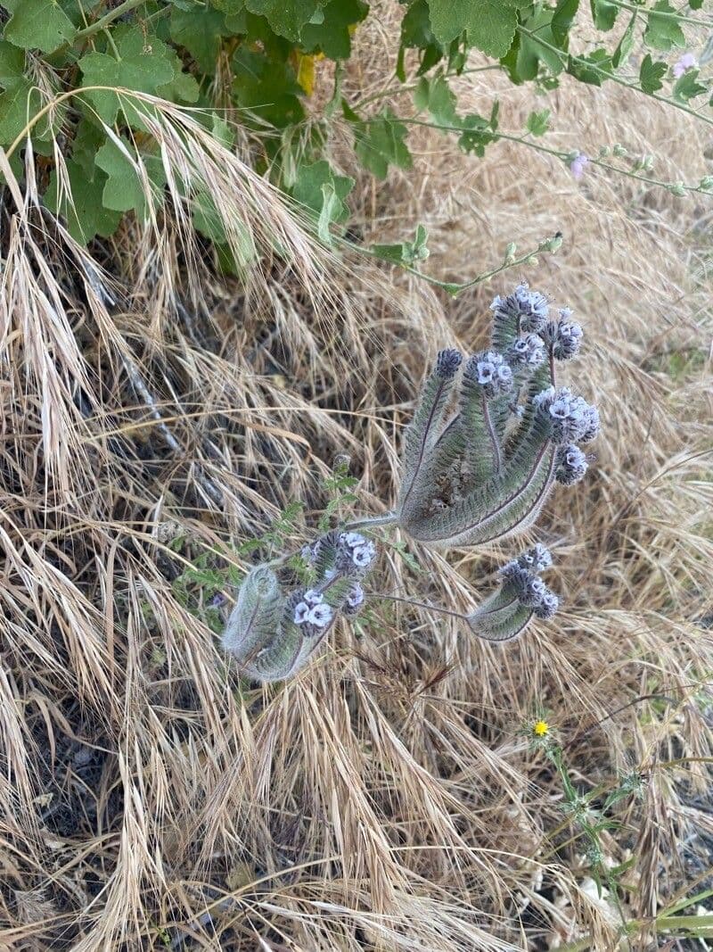 Phacelia cicutaria 5