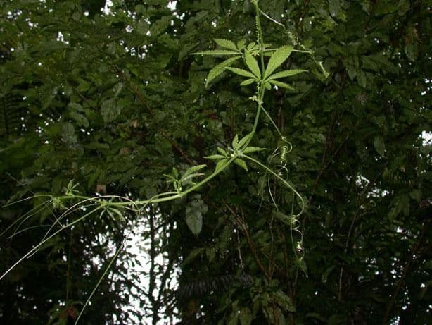 Cyclanthera 7