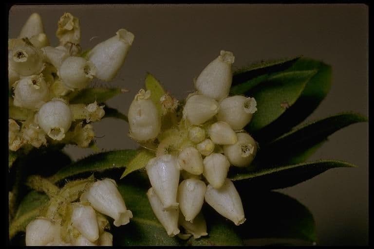 Arctostaphylos virgata 4