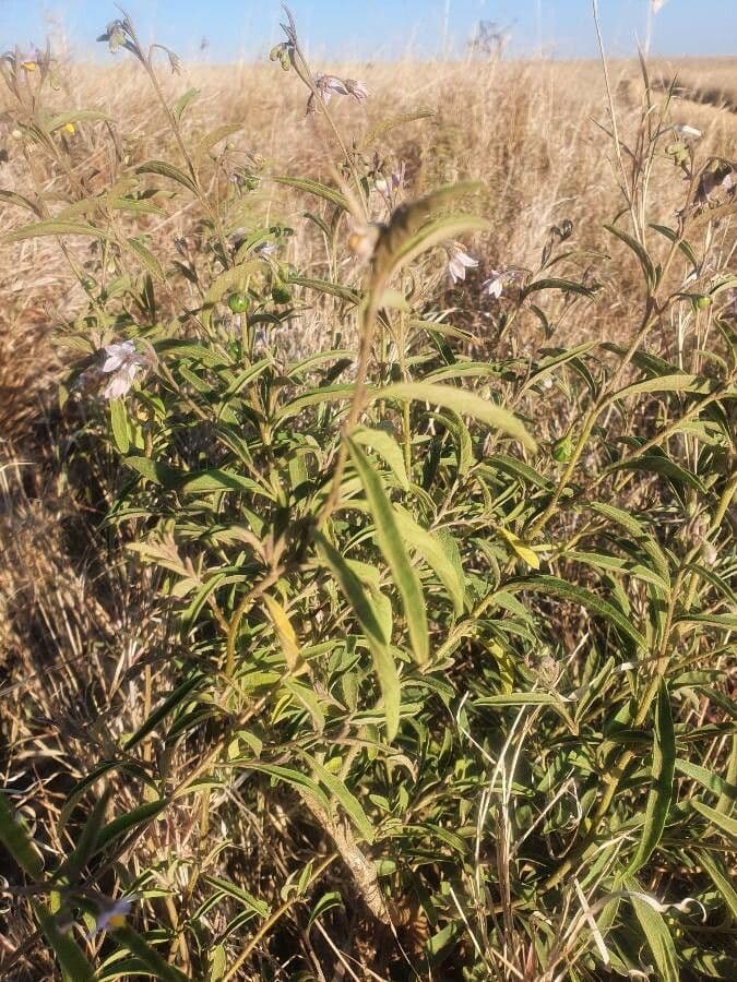 Solanum 12