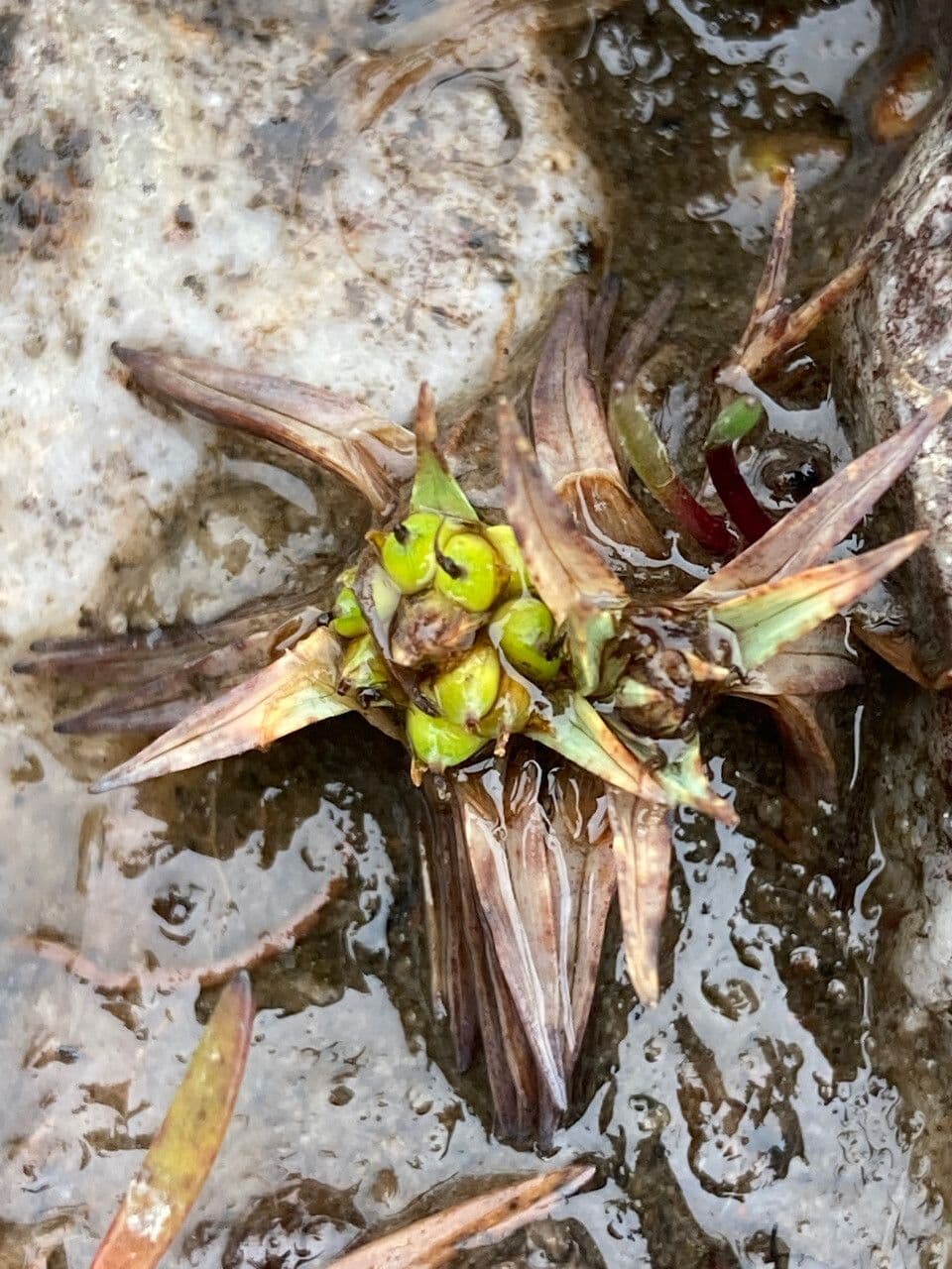 Phylloscirpus 2
