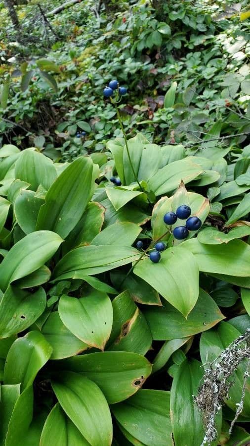 Clintonia boreale 17