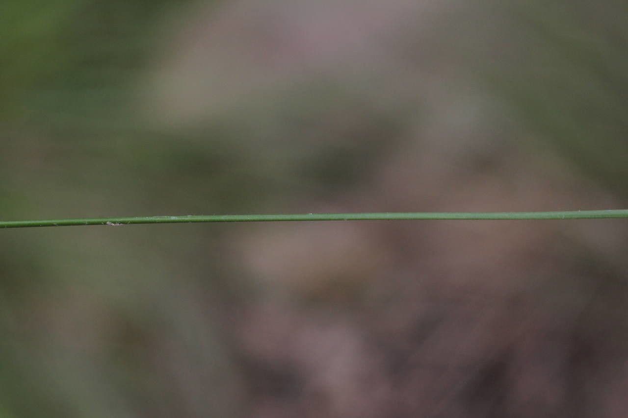 Lemans Schwingel 9