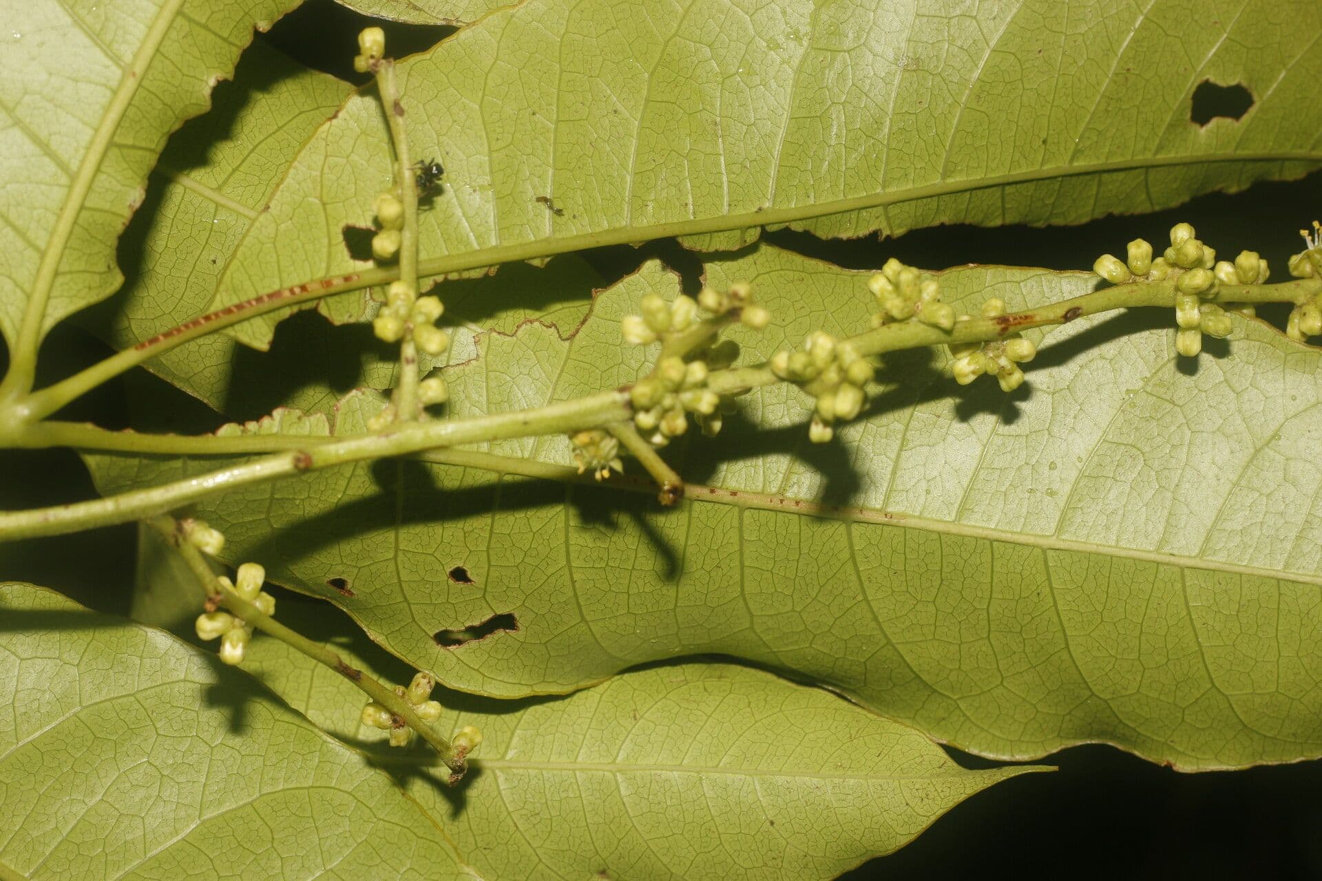 Tapirira 18