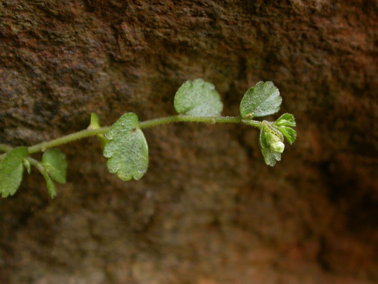 Elatostema obtusum 2