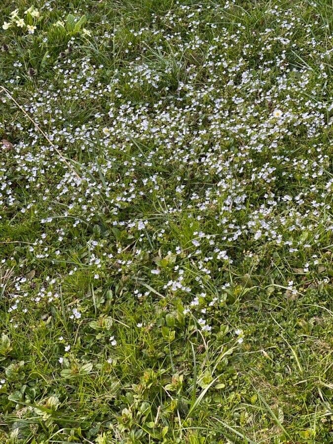Veronica filiforme 28
