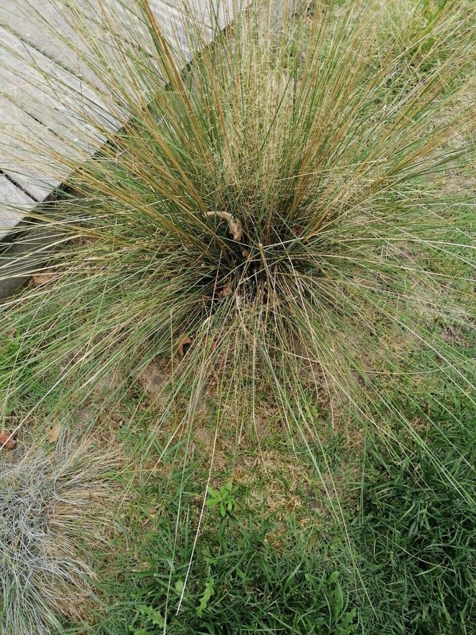 Eragrostis airoides 3