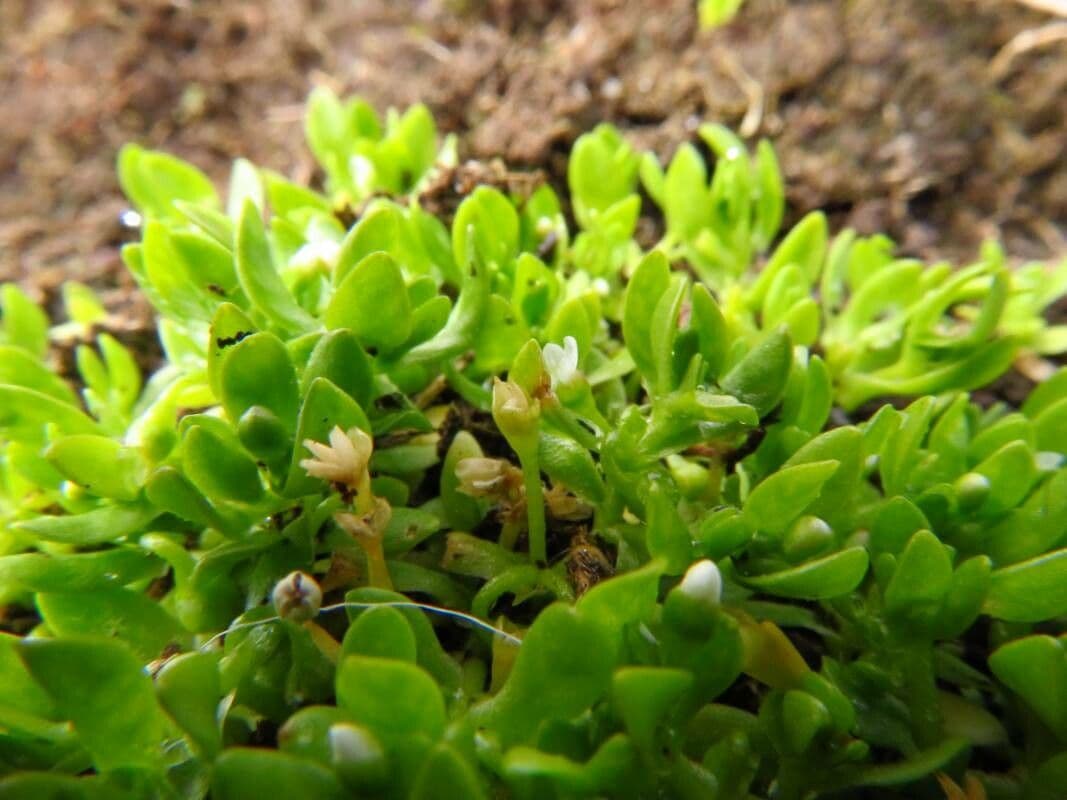 Coruja 8