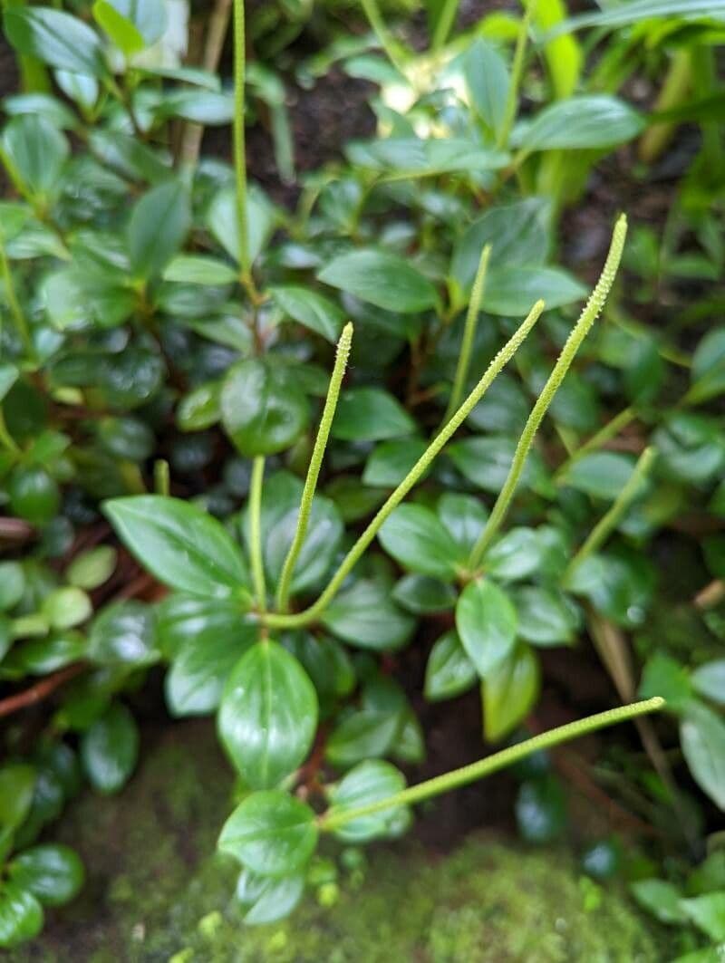 Peperomia glabra 5