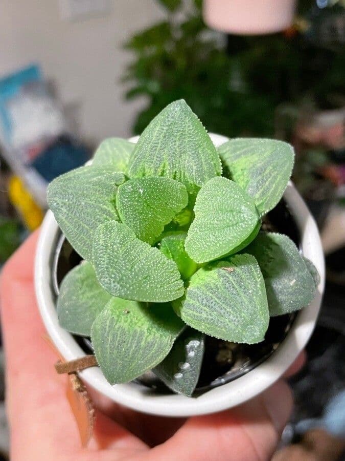 Haworthia 3