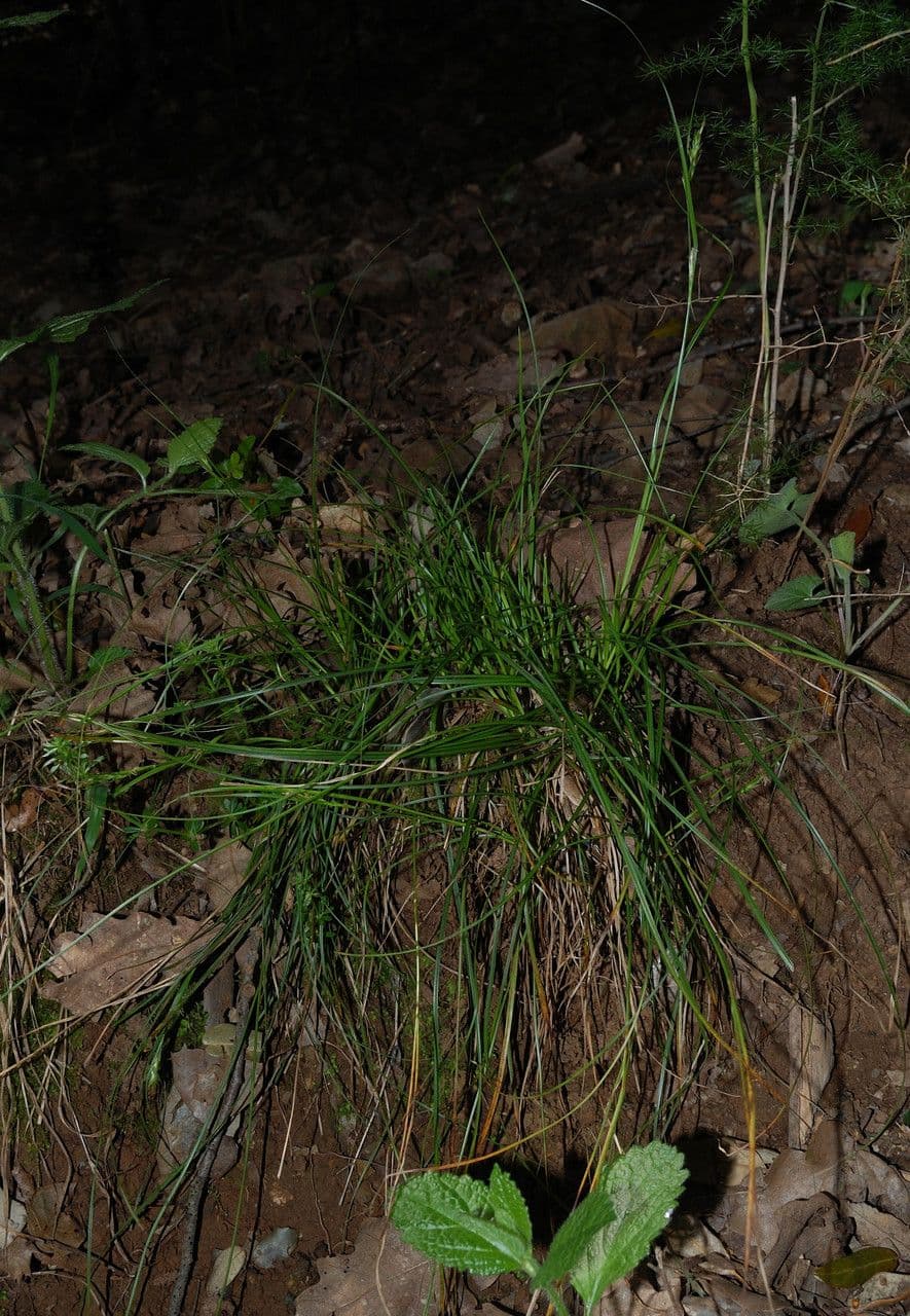 Carex distachya 14