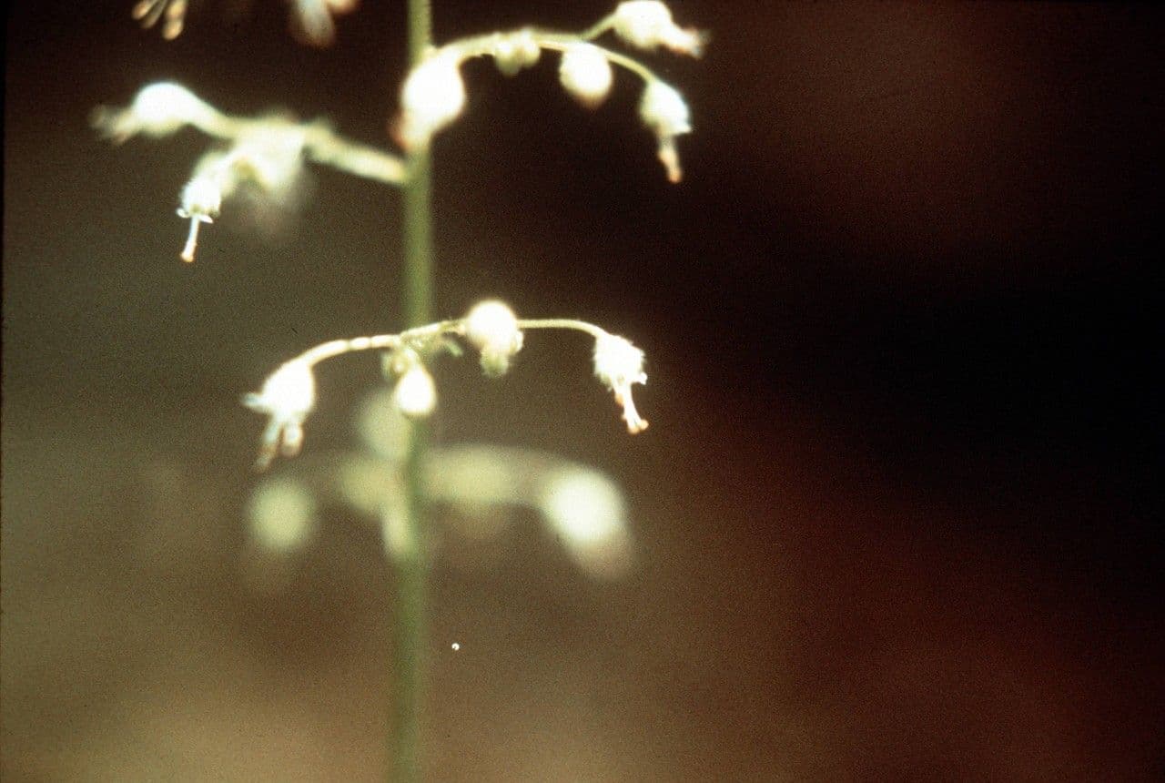 Alumroot peludo 4