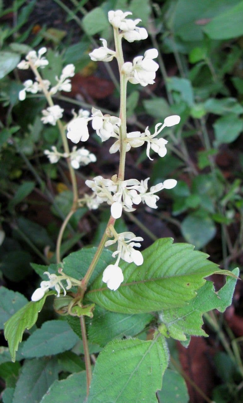 Serjania rhombea 5