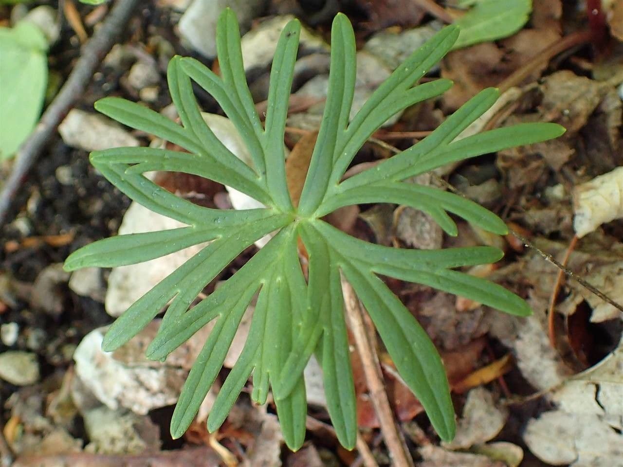 Aconito anthora 19