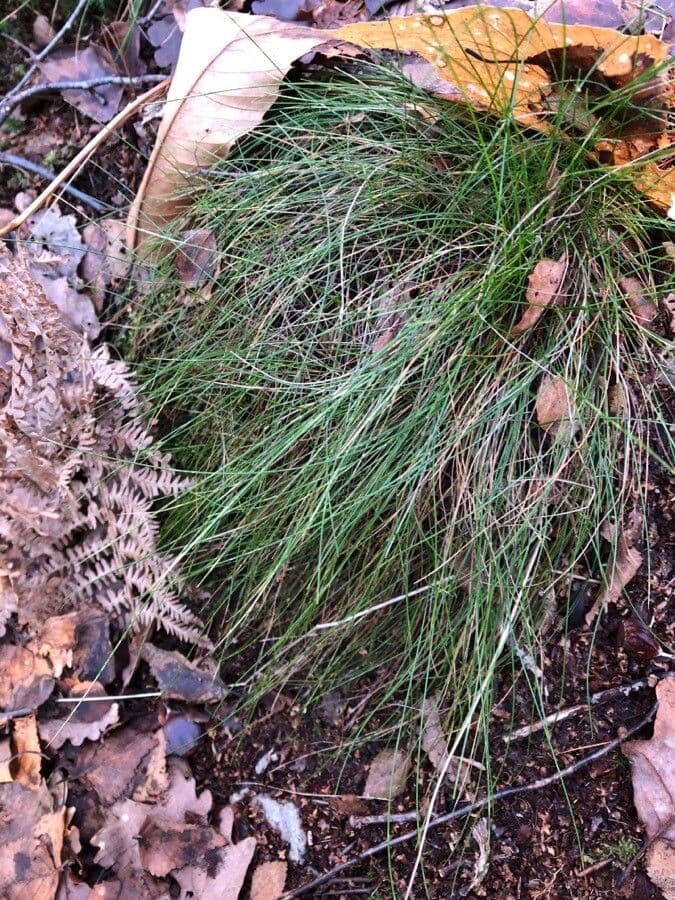 Festuca de hoja variable 17