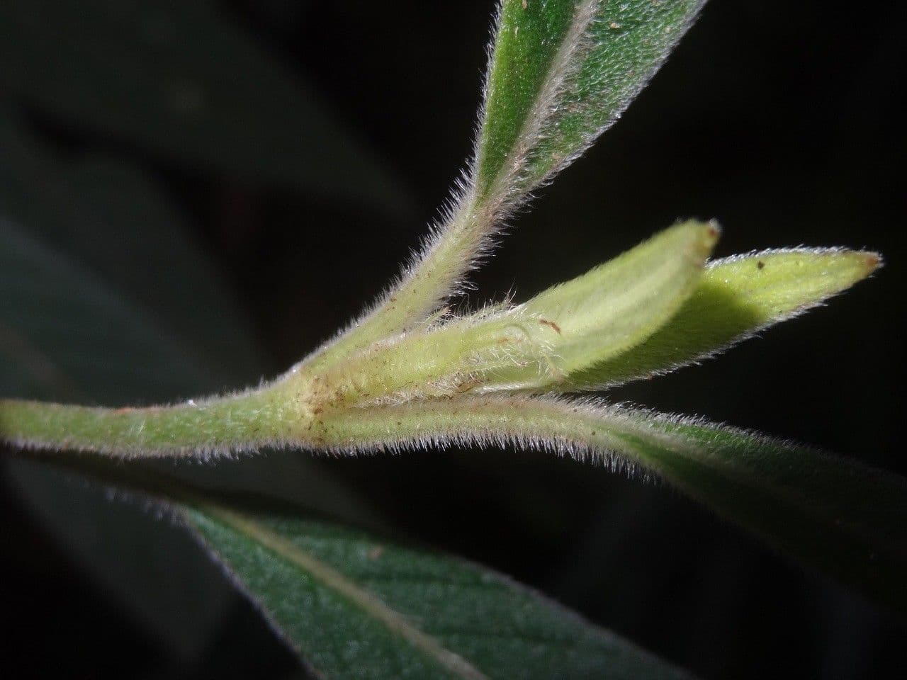 Psychotria 12