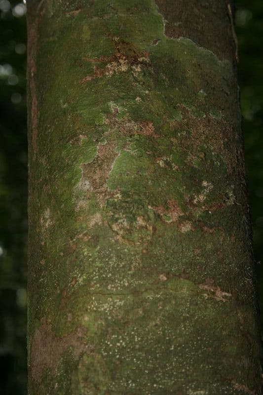 Protium decandrum 2