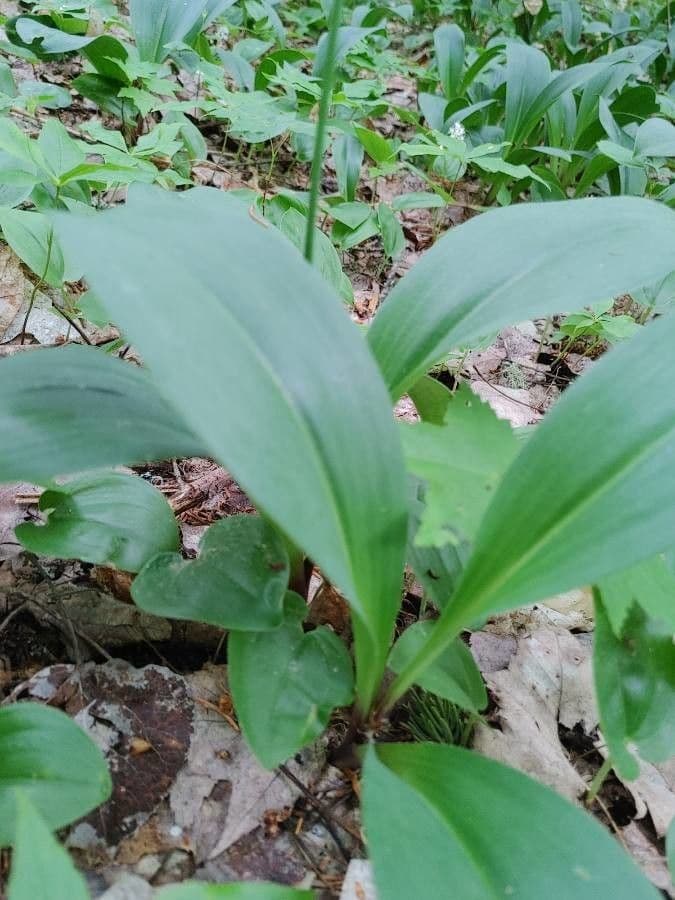 Clintonia boreale 18