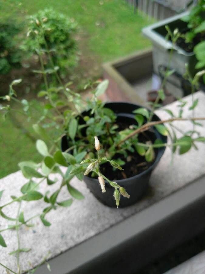 Stevia 24
