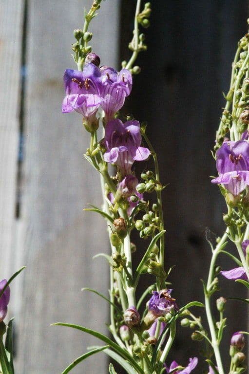 Penstemon 4
