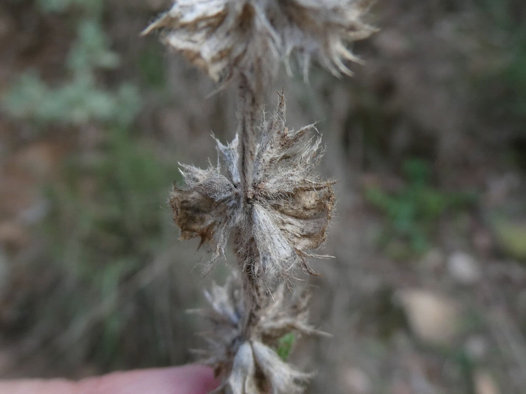 Sideritis