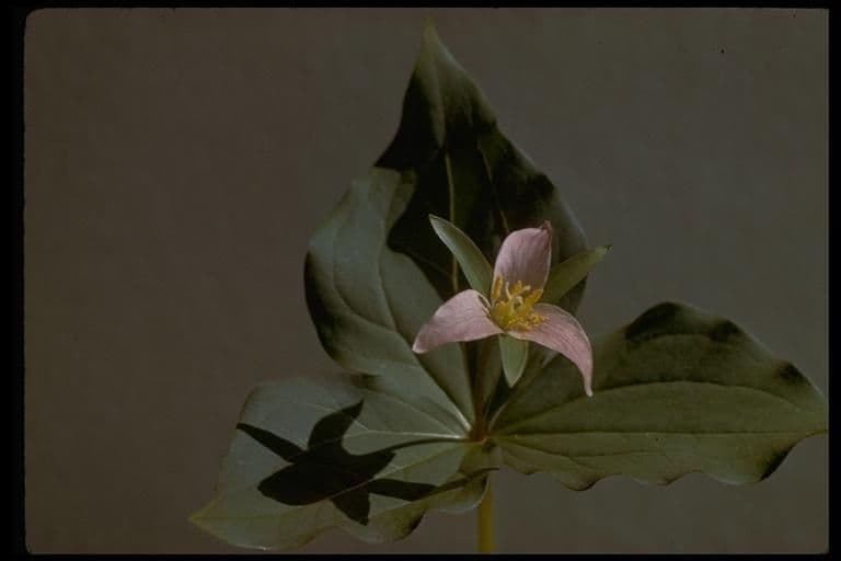 Trillium ovato 22