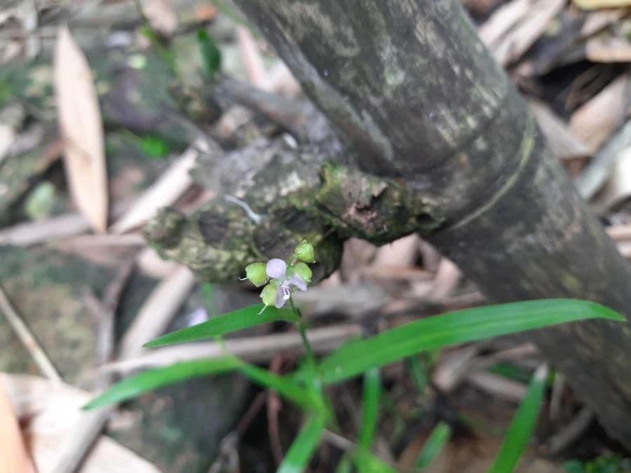 Murdannia nudiflora 2