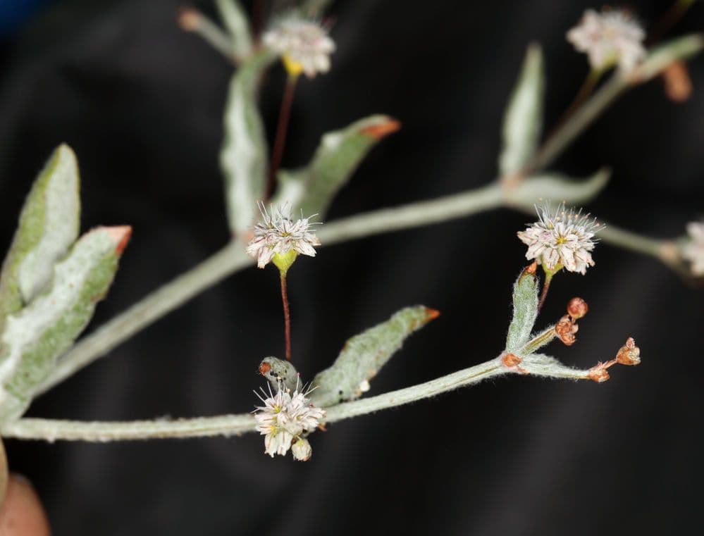 Anglestem buckwheat 4