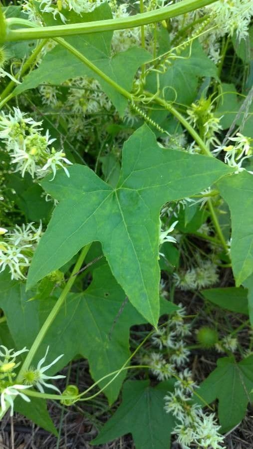 Zucca spinosa 19