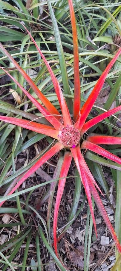 Bromelia 2