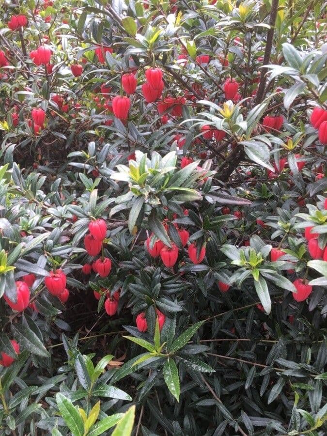 Crinodendron 8
